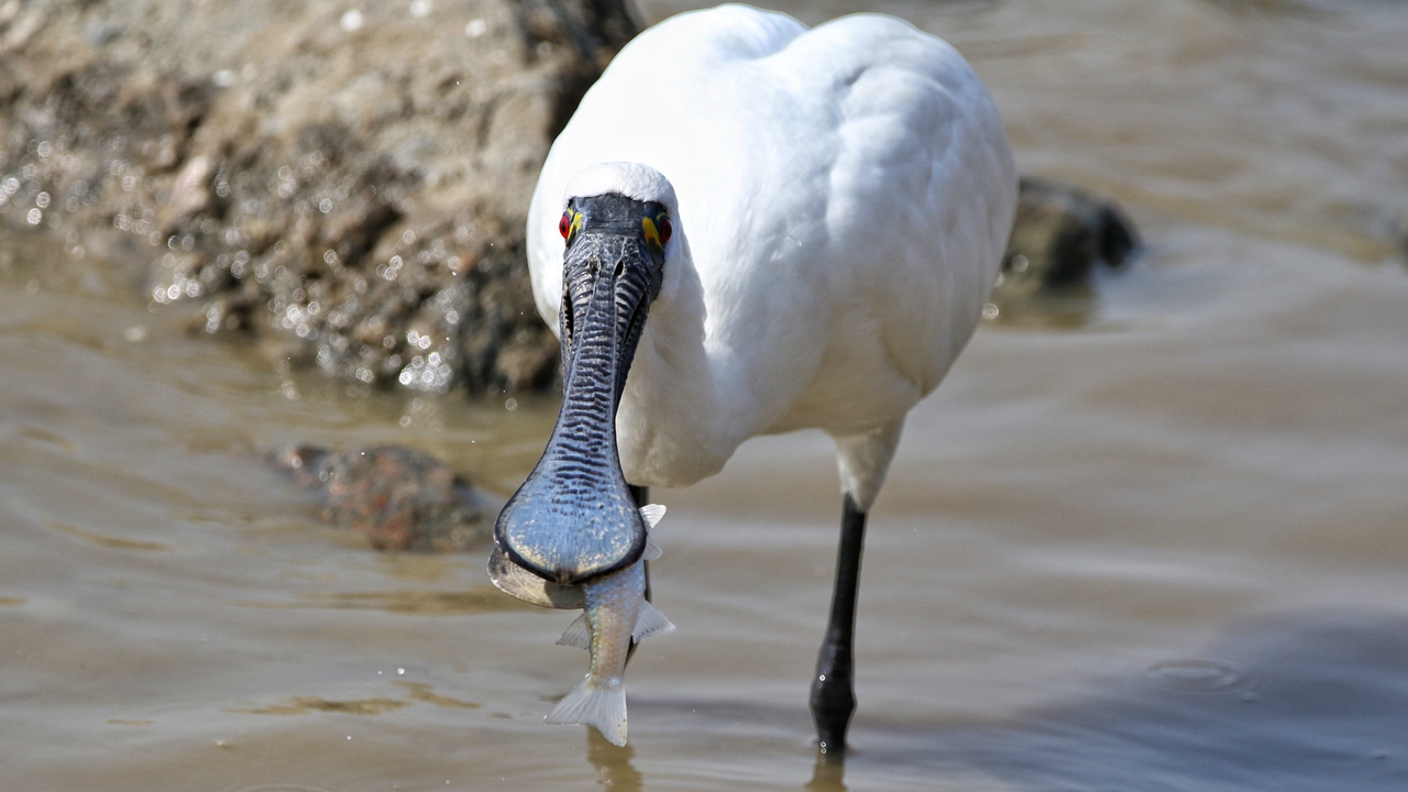 Black-faced Spoonbill